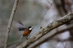 鳥 ③