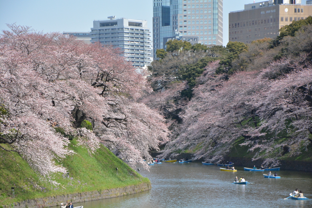 都心の桜