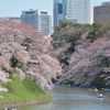 都心の桜