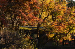 本土寺　壱