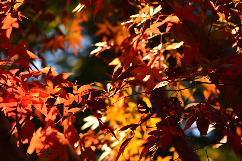 紅葉狩り　本土寺