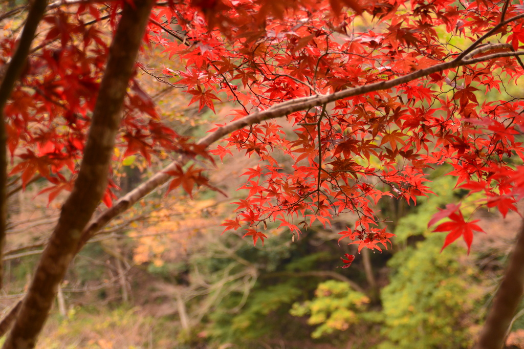 紅葉狩りin御岳渓谷