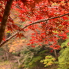 紅葉狩りin御岳渓谷