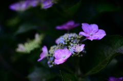 紫陽花　Ⅳ