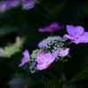 紫陽花　Ⅳ