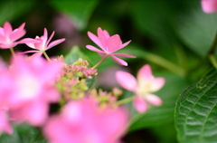 紫陽花　Ⅱ