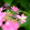 紫陽花　Ⅱ