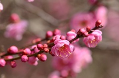 梅