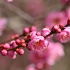 梅