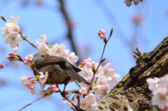 桜とヒヨドリ