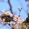 桜とヒヨドリ
