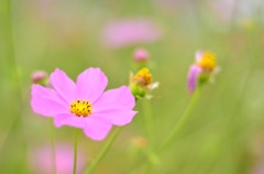 秋桜