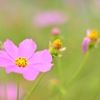 秋桜