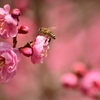 梅とミツバチ