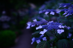 紫陽花　Ⅲ
