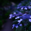 紫陽花　Ⅲ