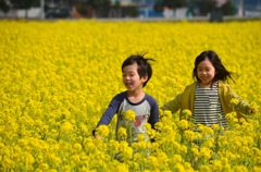 菜の花畑