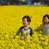 菜の花畑