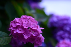 紫陽花