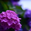 紫陽花