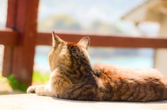 日向ぼっこ