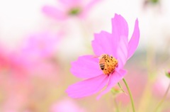 秋桜