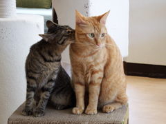 バレンタインデーKISS