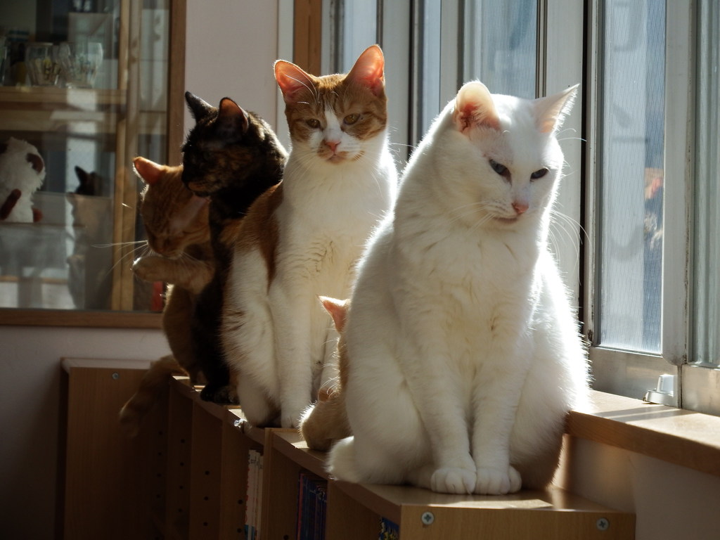 猫のチューチュートレイン By 球追人 Id 写真共有サイト Photohito 猫のチューチュートレイン By 球追人 Id 写真共有サイト Photohito