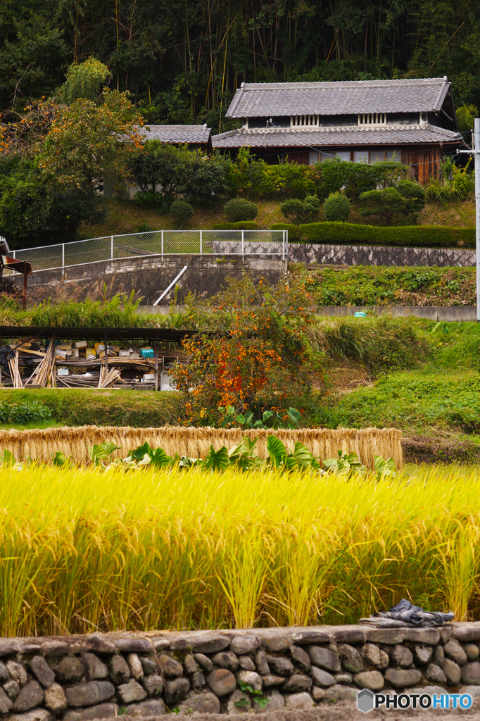 秋_河内長野