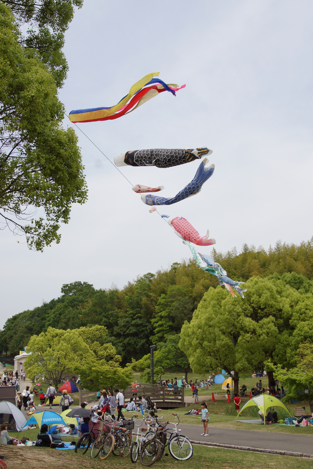 5月はこいのぼり