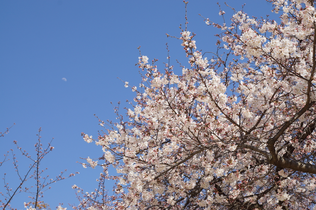 桜と月