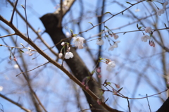 満開前の桜