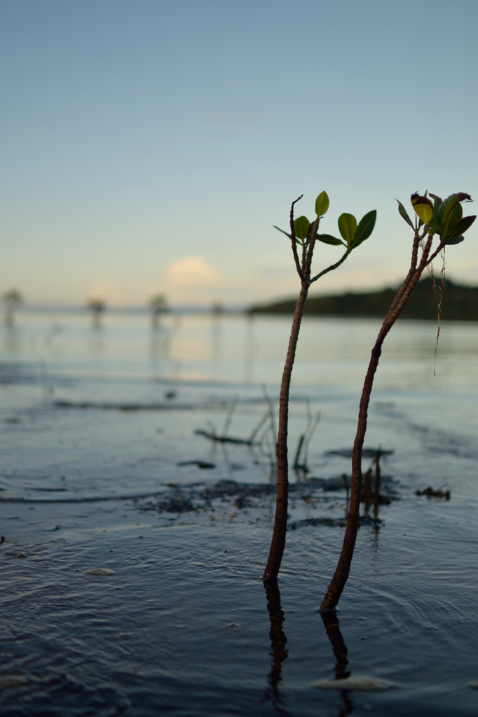 マングローブの赤ちゃん