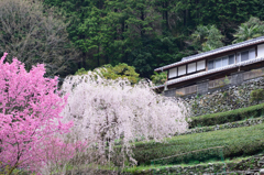 古民家と桜