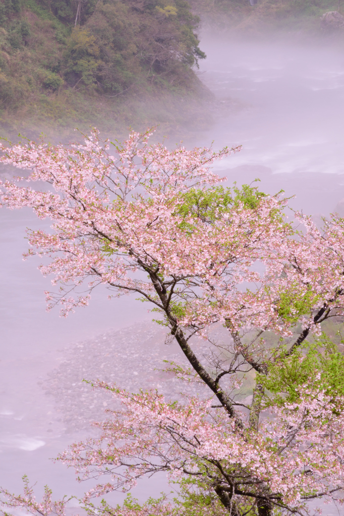 仁淀川と桜