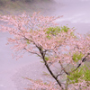 仁淀川と桜