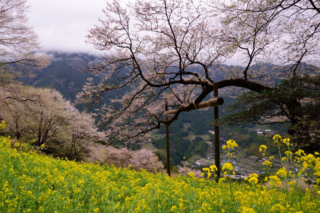 ひょうたん桜