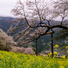 ひょうたん桜