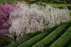 茶畑にも春到来