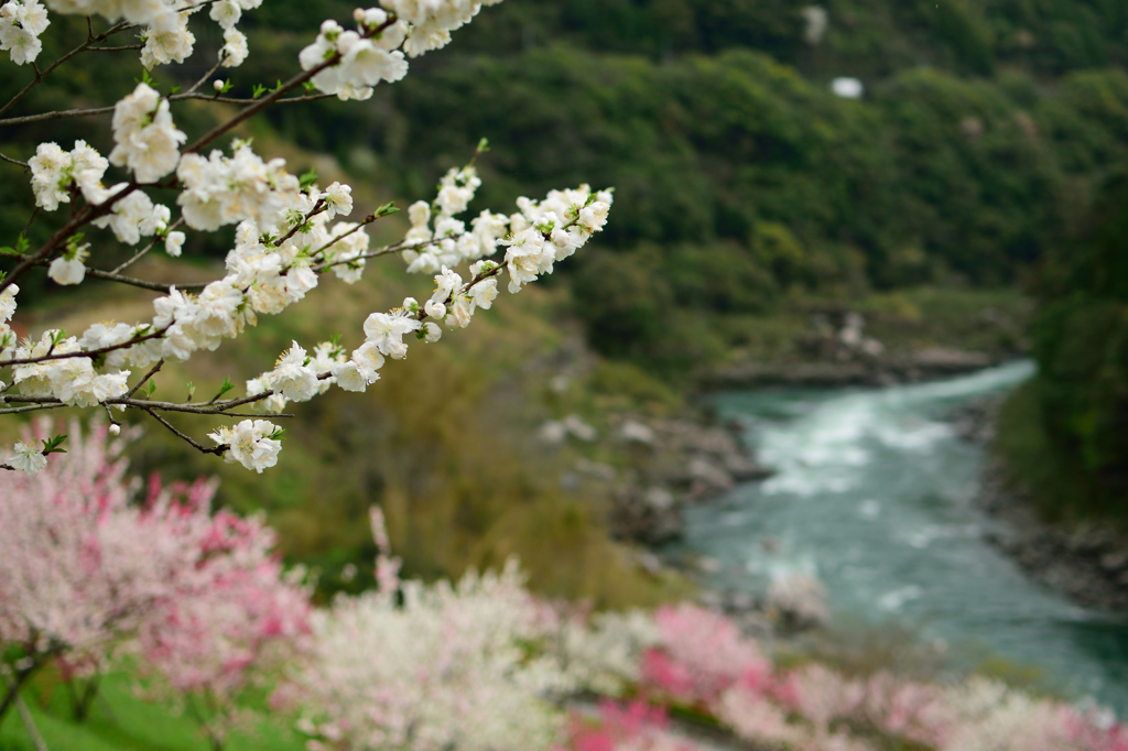  仁淀川にて