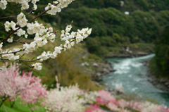  仁淀川にて