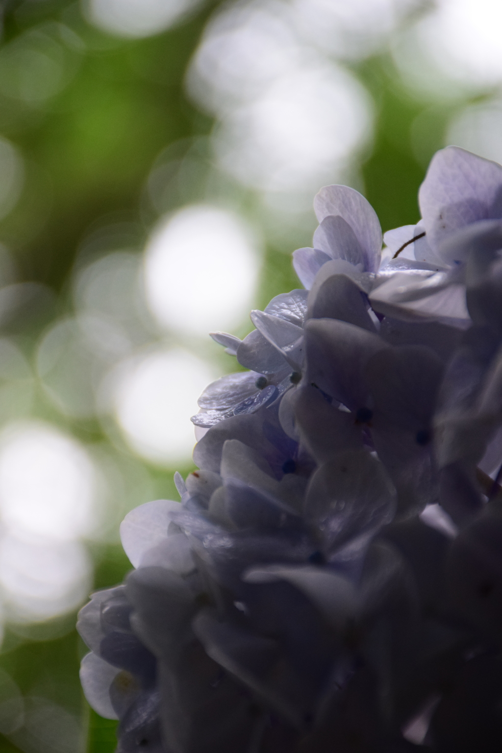 紫陽花の横顔
