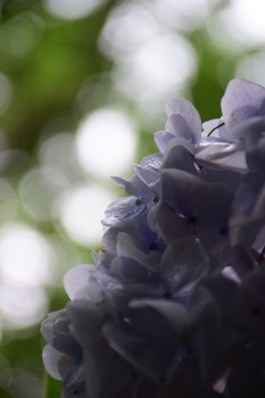 紫陽花の横顔