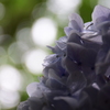 紫陽花の横顔