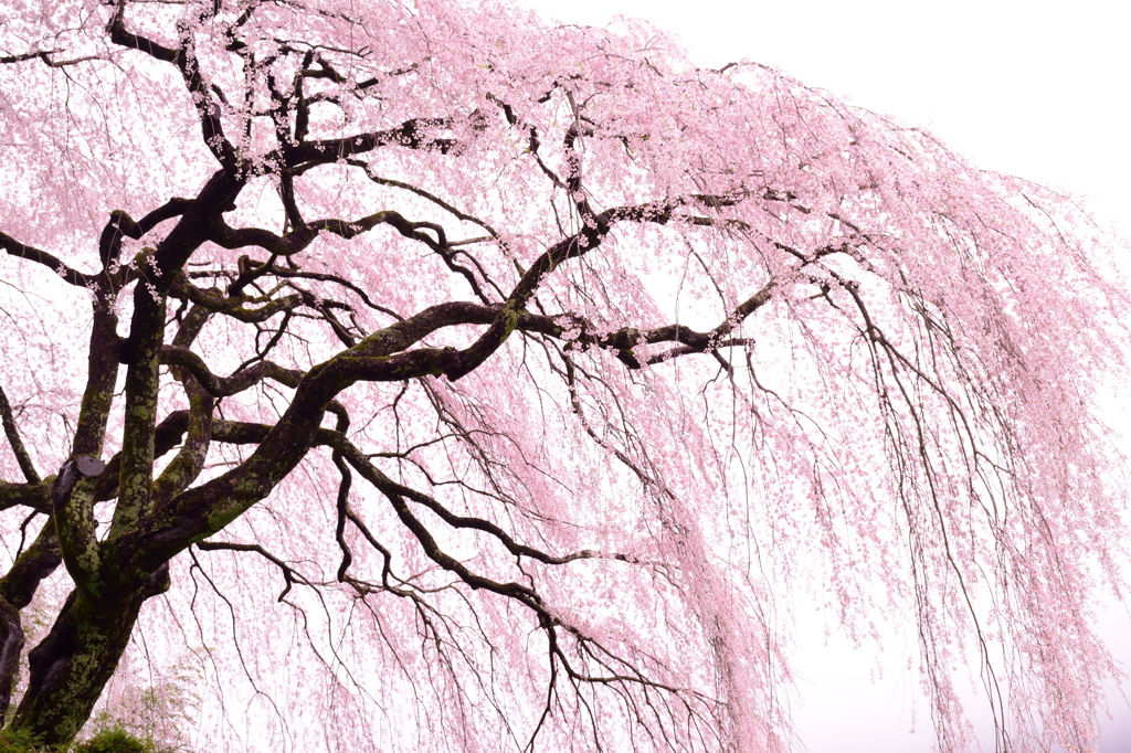 しだれ桜