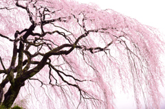 しだれ桜