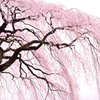 しだれ桜