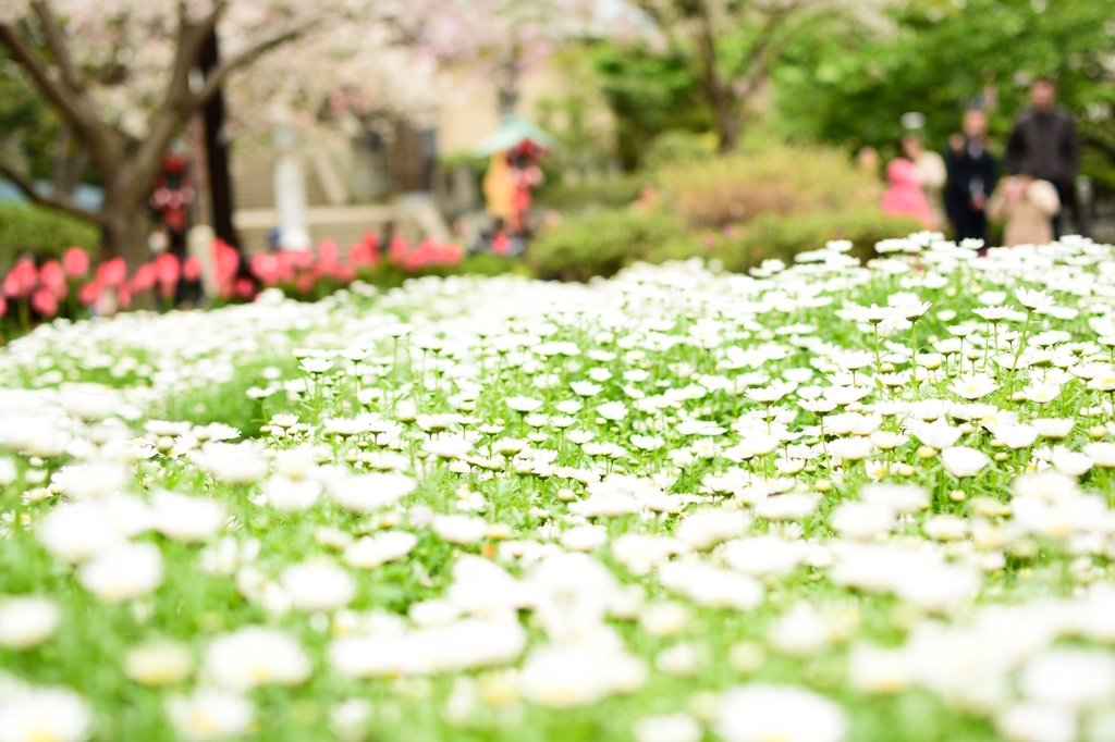 Flower Carpet 