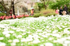 Flower Carpet 