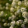 Spring in Agra 2